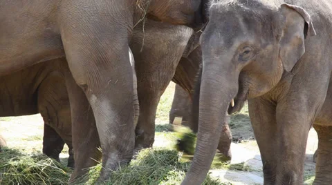 Large herd of Asian Elephants (Elephas maximus) eating grass Stock Footage 39468331