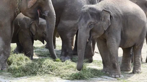Large herd of Asian Elephants (Elephas maximus) Stock Footage 39563064