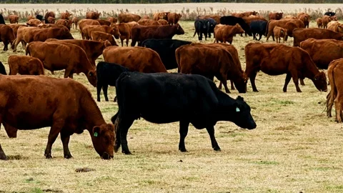 Large Herd of Beef Cattle grazing in pasture. Cows, bulls, calves together. Vidéo 97909340