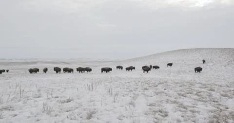 Large Herd of Bison Across Snowy Prairie Landscape Stock Footage 332445343