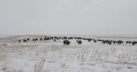 Large herd of bison grazing windy winter prairie Stock Footage 332441894