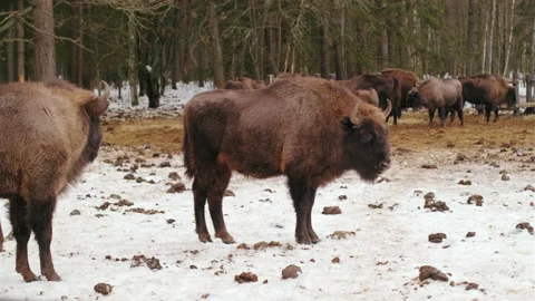 Large herd of bison walks in the winter forest. Natural habitat. Stock Footage 170763261
