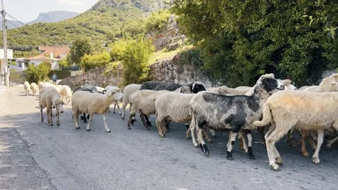 A large herd of black and white sheep run along the road against the backdrop of Stock Footage 199428755