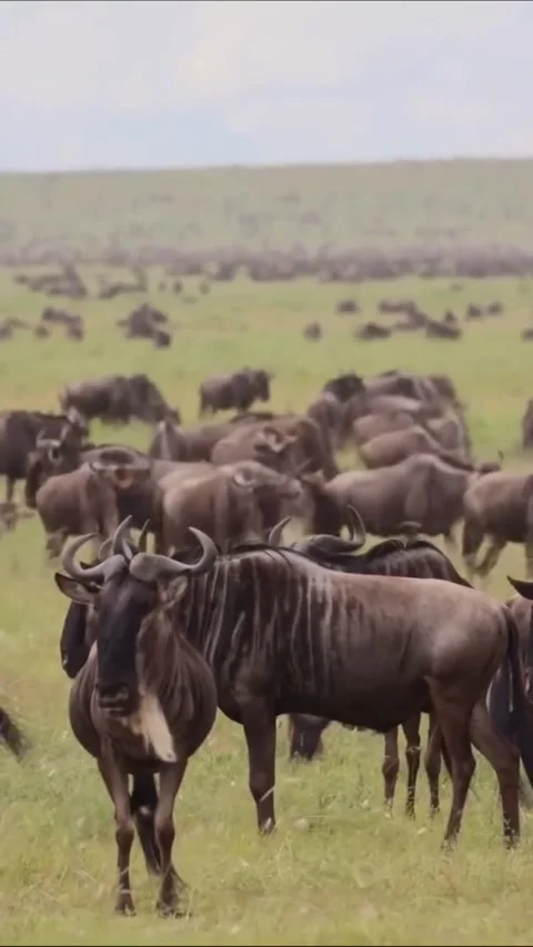 Large herd of blue wildebeest grazing in the vast serengeti savanna plains Vidéo 335491315