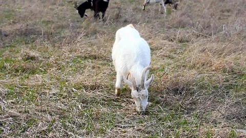 Large herd of bright, diverse goats grazes on farmland on a cloudy evening. Stock Footage 128991796