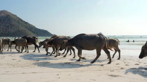 Large Herd of Brown Horned Cows Walks Along Sandy Beach Before Vacationers Playi Stock Footage 149307549
