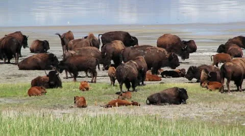 Large herd of buffalo with calves Stock Footage 11142193