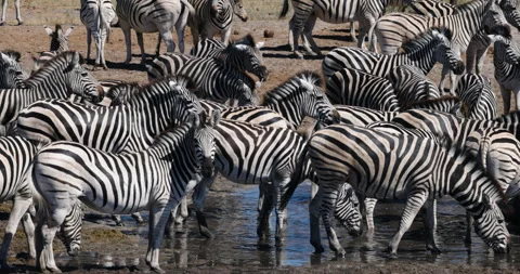 Large herd of Burchell's zebras coming to drink from a drying up river. Drought, Stock Footage 274851423