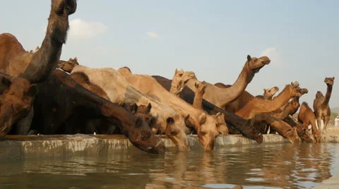 Large herd of camels drinking water at reservoir, Pushkar, India Stock Footage 48793941