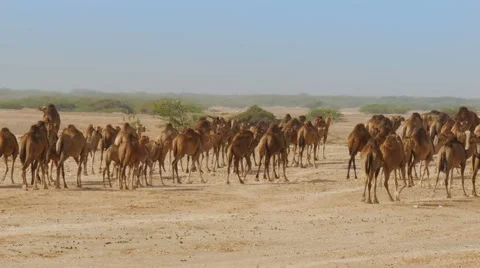 Large herd of camels walking trough oman desert 4K UHD Stock Footage 49194079