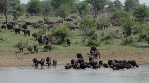 Large herd of cape buffalo cool off in dam Stock Footage 307208950