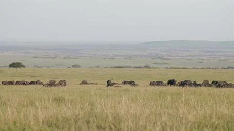 Large herd of Cape buffalo graze in the African plains, pan shot. Stock Footage 156466782