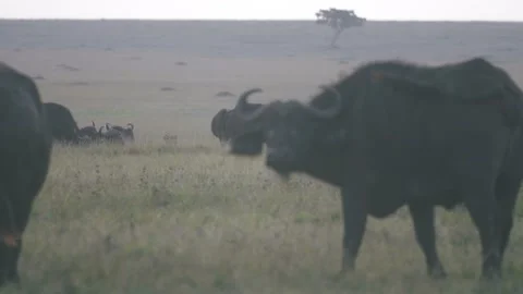 Large herd of Cape buffalo graze in the African plains. Stock Footage 156466812