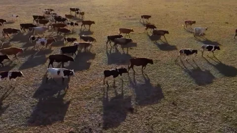 A Large Herd of Cattle Grazing on a Vast Plateau Pasture in Western Sichuan Stock Footage 346425390