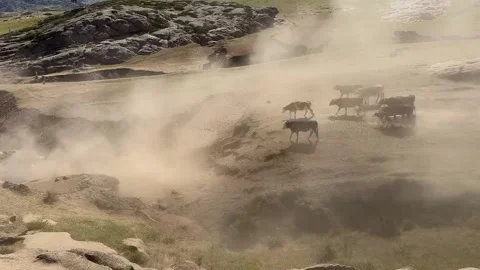 A Large Herd of Cattle Migrating Across Dusty Hills in Xinjiang, China Stock Footage 337857821