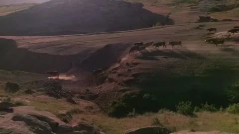 Large Herd of Cattle Migrating Across Dusty Terrain in Xinjiang, China Stock Footage 337857866