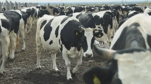 A large herd of cattle standing in paddock cow close up Stock Footage 63871941