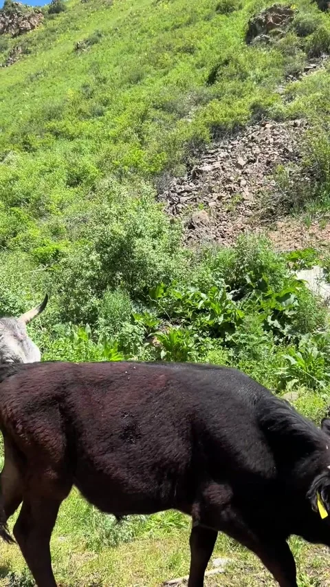Large herd of cattle walking in a dense stream past the camera in the mountains  Stock Footage 340581015