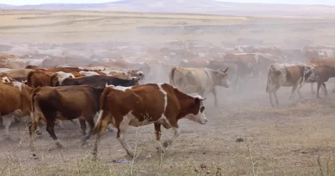 A large herd of cows and young calves walking across a dry field Stock Footage 255609127
