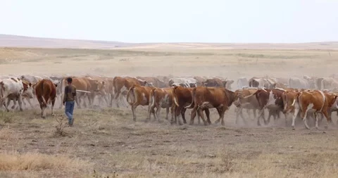 A large herd of cows and young calves walking across a dry field Stock Footage 256097887