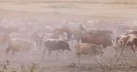 A large herd of cows and young calves walking across a dry field Stock Footage 260114311