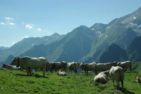 A large herd of cows on a background of high mountains Stock Photos