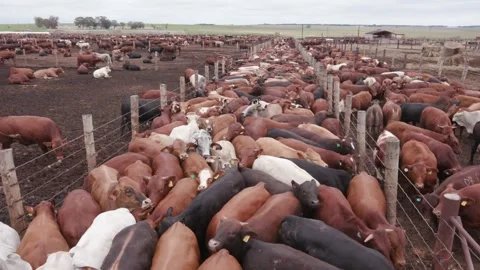 A large herd of cows in a feedlot farm area Stock Footage 336936777