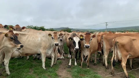 Large herd of cows in a field jersey animals in farm UK 4K Видео 220114825