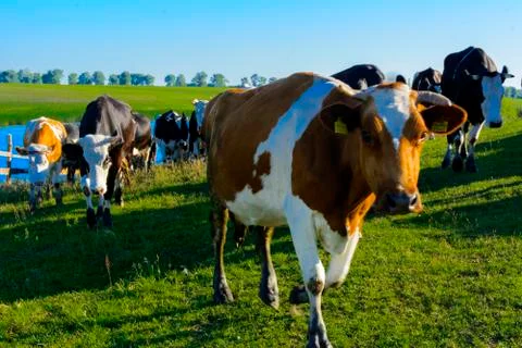 A large herd of cows going to the field for grazing Stock Photos