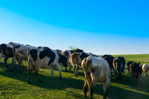 A large herd of cows going to the field for grazing Stock Photos