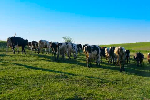 A large herd of cows going to the field for grazing Stock Photos