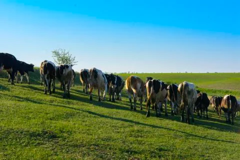A large herd of cows going to the field for grazing Stock Photos