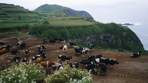 Large herd of cows grazes on a beautiful meadow near a rocky shore overlooking Stock Footage 101982682