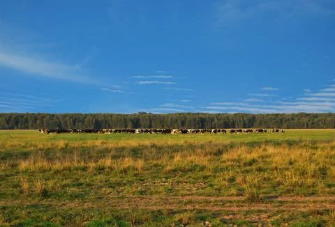 A large herd of cows grazes Foto stock