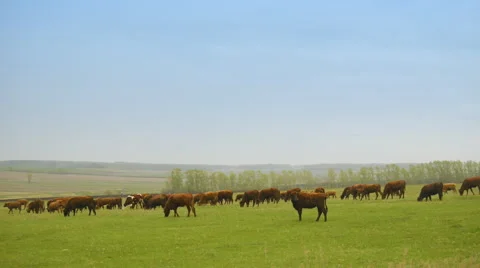 A large herd of cows grazing in the field 動画素材 62642153