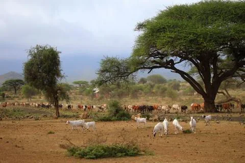 A large herd of cows in Kenya Stock Photos
