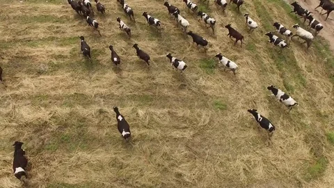 Large herd of cows run in the field pasture. Forward approach Aerial drone 4k Stock-Footage 80531602