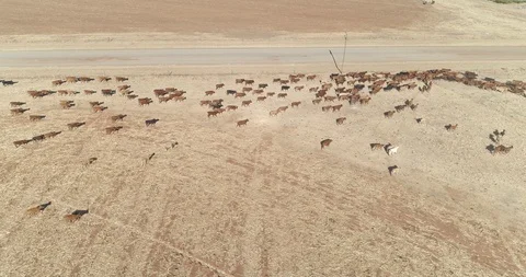 Large herd of cows trotting through gate bottleneck separating fields aerial Vídeo Stock 93824843
