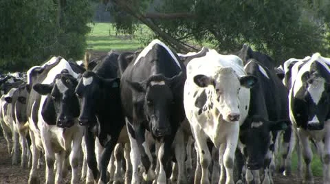 Large herd of dairy cows walking to feeding pens Video stock 11265191