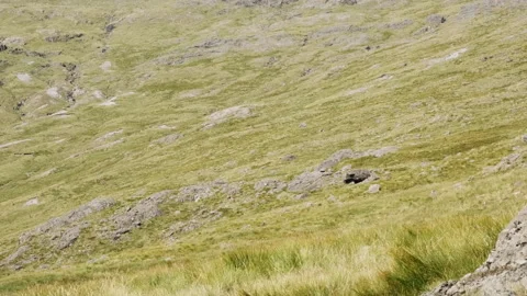 A large herd of deer run across a steep moor on the side of a mountain Stock Footage 138415681