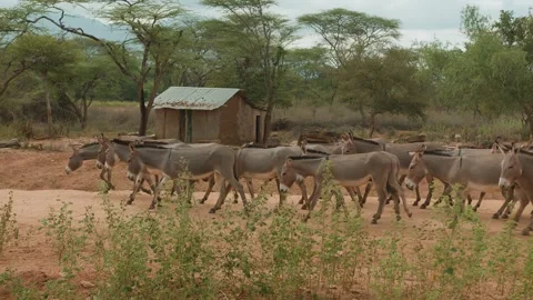 Large herd of donkeys walks along sandy road in savannah. Slow motion. Poor hut Vidéo 310083907