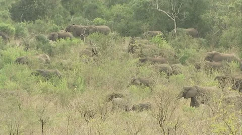 A large herd of elephants breaking branches. Stock Footage 12362141