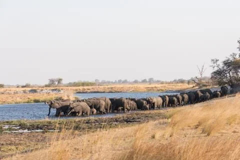 Large herd of elephants drinking in river Stock Photos