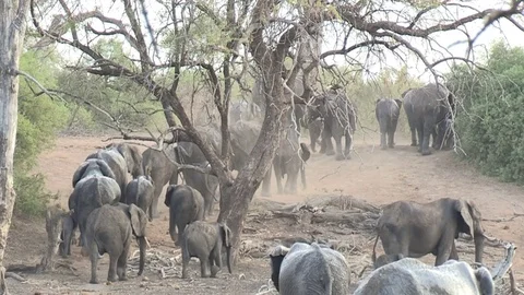 Large herd of elephants Vídeo Stock 84293362