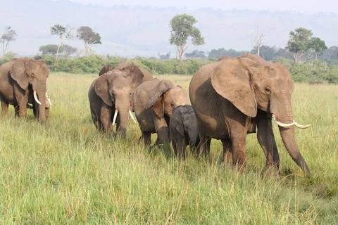 Large herd of elephants with several small calfs wander by the camera Stock Photos