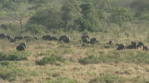 A large herd of elephants in the veld Stock Footage 12378529
