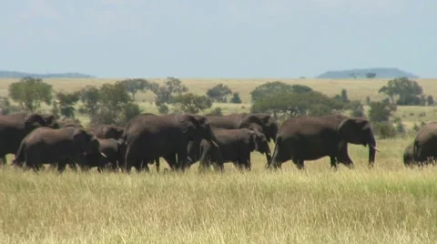 Large Herd of Elephants walking in procession Stockbeeldmateriaal 7731054