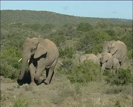 A large herd of elephants walking in the veld Stock Footage 11626311