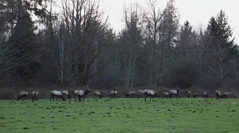 Large Herd of Elk in Field Stock Footage 37184445