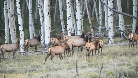 Large herd of Elk Stock Footage